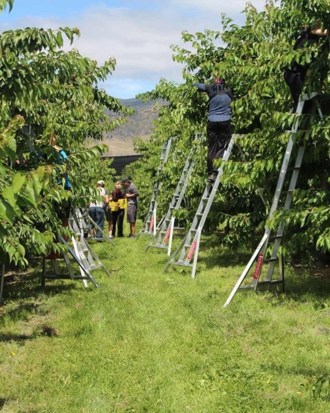 Cherry fruit picking jobs in Cromwell Central Otago with Suncrest Jones Family Orchard