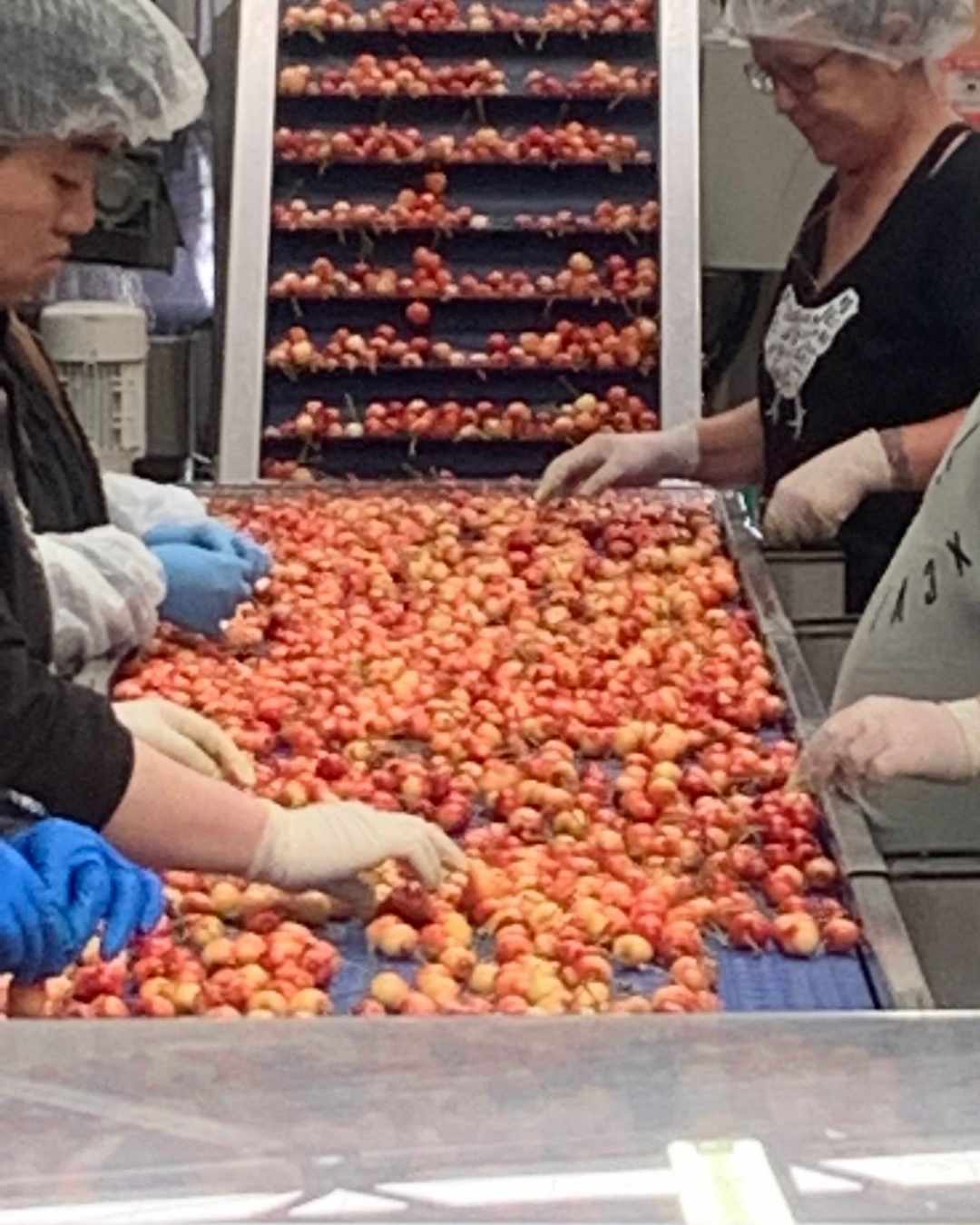 Cherry packhouse cromewell jobs with Suncrest Jones Family Orchard